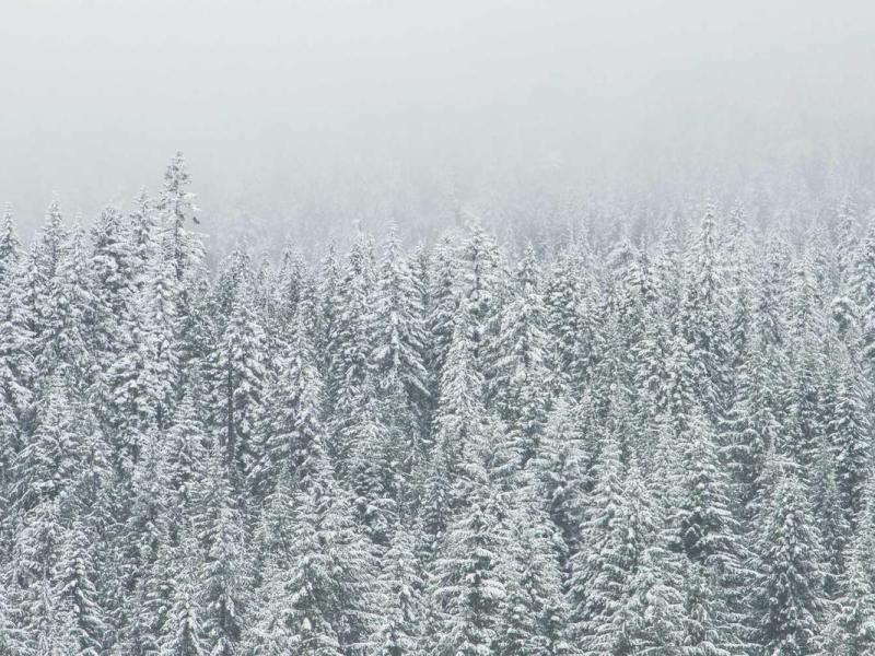 Faucibus nullam eleifend malesuada bibendum sem massa neque auctor eu libero